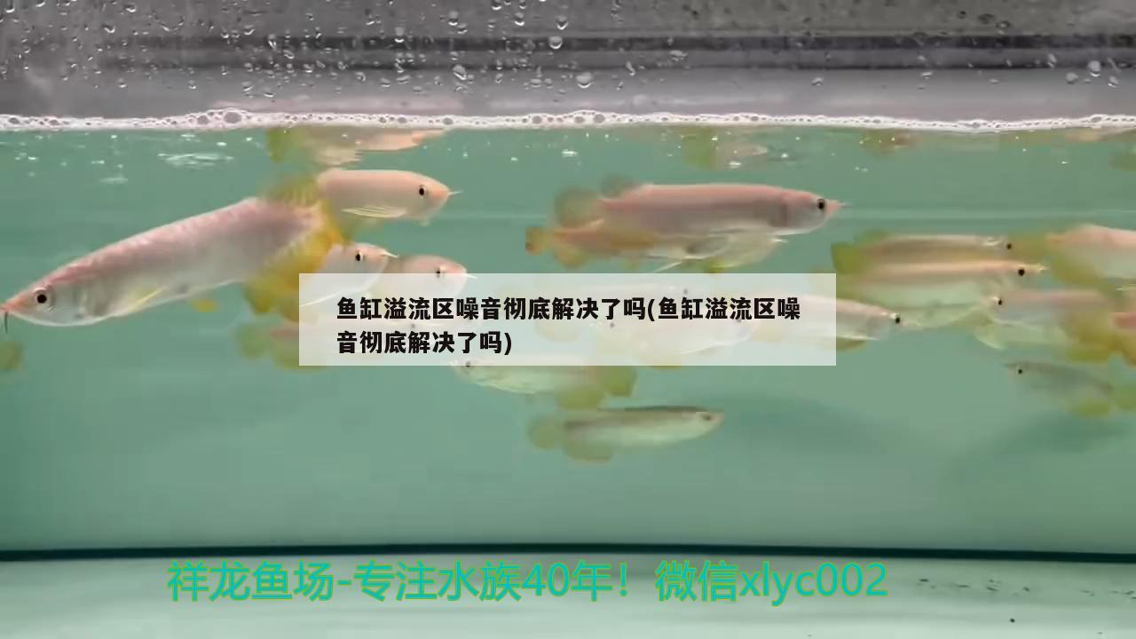 魚缸溢流區(qū)噪音徹底解決了嗎(魚缸溢流區(qū)噪音徹底解決了嗎) 豬鼻龜百科