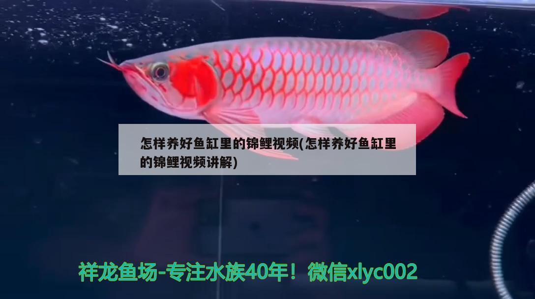 怎樣養(yǎng)好魚缸里的錦鯉視頻(怎樣養(yǎng)好魚缸里的錦鯉視頻講解)