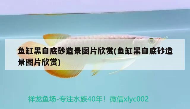 魚(yú)缸黑白底砂造景圖片欣賞(魚(yú)缸黑白底砂造景圖片欣賞) 祥龍龍魚(yú)專用水族燈