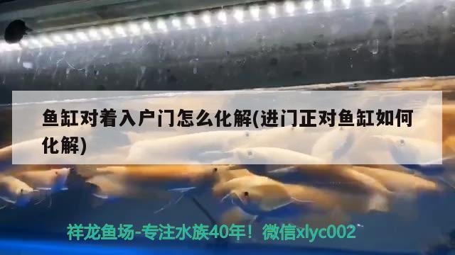 魚缸對(duì)著入戶門怎么化解(進(jìn)門正對(duì)魚缸如何化解) 白子銀龍苗（黃化銀龍苗）