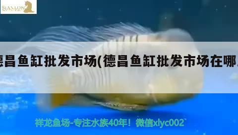 德昌魚(yú)缸批發(fā)市場(chǎng)(德昌魚(yú)缸批發(fā)市場(chǎng)在哪里) 金龍福龍魚(yú)