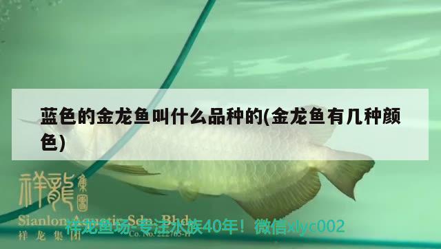 藍色的金龍魚叫什么品種的(金龍魚有幾種顏色)