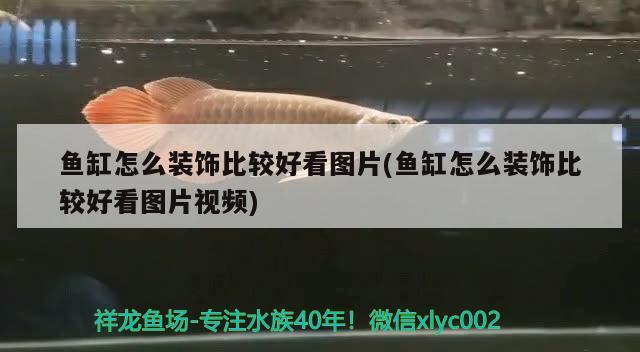 魚缸怎么裝飾比較好看圖片(魚缸怎么裝飾比較好看圖片視頻)