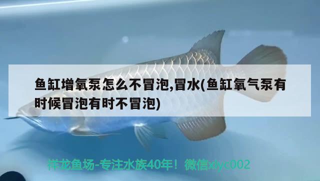 魚缸增氧泵怎么不冒泡,冒水(魚缸氧氣泵有時候冒泡有時不冒泡)