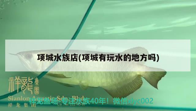 項(xiàng)城水族店(項(xiàng)城有玩水的地方嗎) 養(yǎng)魚的好處