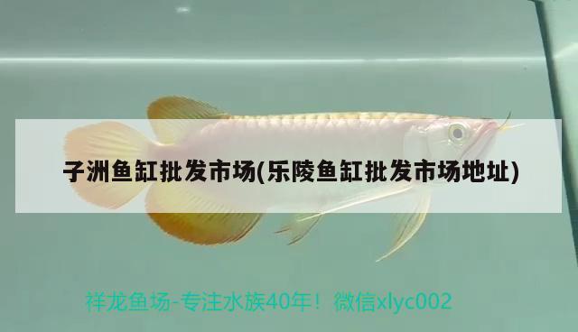 子洲魚缸批發(fā)市場(樂陵魚缸批發(fā)市場地址) 委內(nèi)瑞拉奧里諾三間魚苗