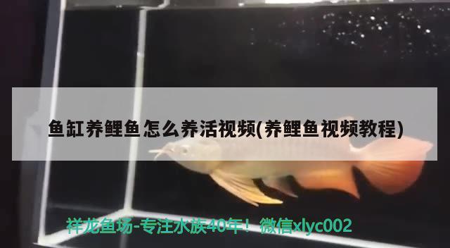 魚(yú)缸養(yǎng)鯉魚(yú)怎么養(yǎng)活視頻(養(yǎng)鯉魚(yú)視頻教程) 照明器材