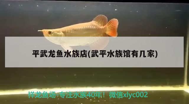 平武龍魚水族店(武平水族館有幾家) 噴點菠蘿魚