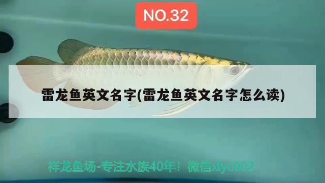 雷龍魚英文名字(雷龍魚英文名字怎么讀) 杰西卡恐龍魚