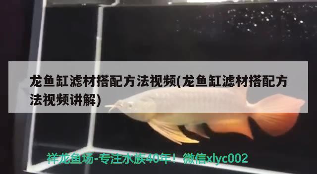 龍魚缸濾材搭配方法視頻(龍魚缸濾材搭配方法視頻講解) 黑白雙星 第1張