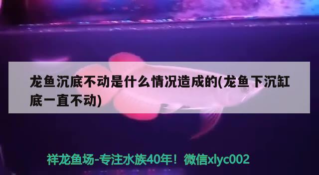 龍魚沉底不動是什么情況造成的(龍魚下沉缸底一直不動)