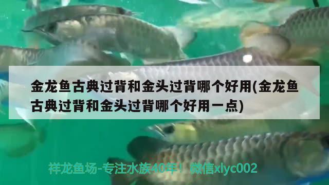 金龍魚古典過背和金頭過背哪個(gè)好用(金龍魚古典過背和金頭過背哪個(gè)好用一點(diǎn)) 觀賞魚企業(yè)目錄