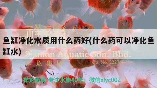 魚缸凈化水質(zhì)用什么藥好(什么藥可以凈化魚缸水)