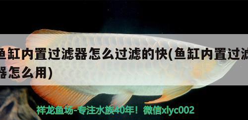 魚缸內(nèi)置過濾器怎么過濾的快(魚缸內(nèi)置過濾器怎么用)