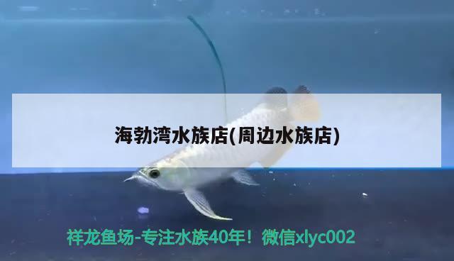 海勃灣水族店(周邊水族店) 狗仔招財(cái)貓魚