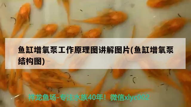 魚缸增氧泵工作原理圖講解圖片(魚缸增氧泵結(jié)構(gòu)圖)