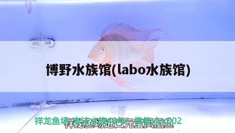 博野水族館(labo水族館) 龍魚批發(fā) 第2張