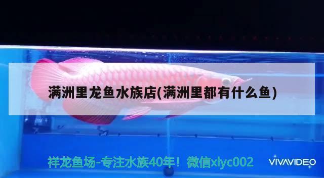 滿洲里龍魚水族店(滿洲里都有什么魚) 虎紋銀版魚