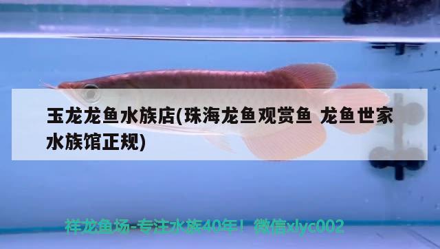 玉龍龍魚水族店(珠海龍魚觀賞魚龍魚世家水族館正規(guī))