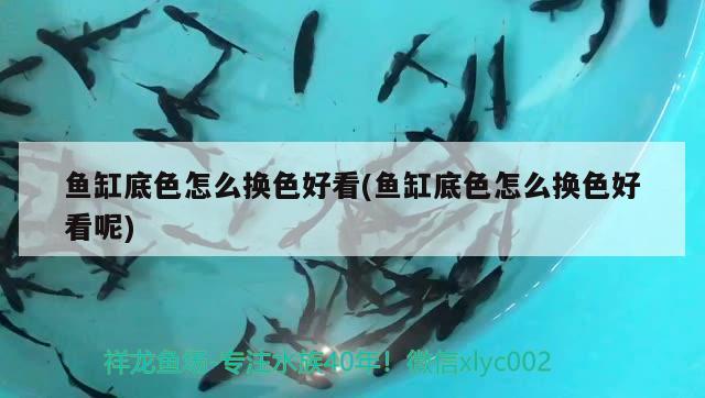 魚缸底色怎么換色好看(魚缸底色怎么換色好看呢)