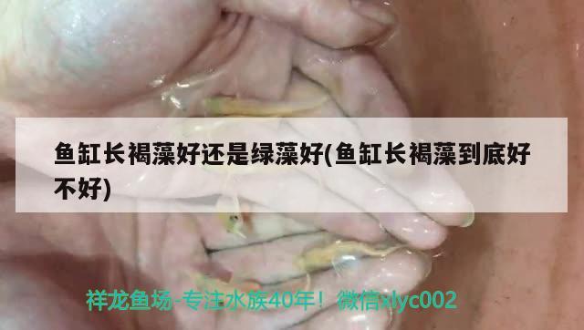 魚缸長(zhǎng)褐藻好還是綠藻好(魚缸長(zhǎng)褐藻到底好不好) 夢(mèng)幻雷龍魚