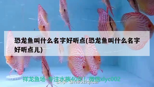 恐龍魚(yú)叫什么名字好聽(tīng)點(diǎn)(恐龍魚(yú)叫什么名字好聽(tīng)點(diǎn)兒)