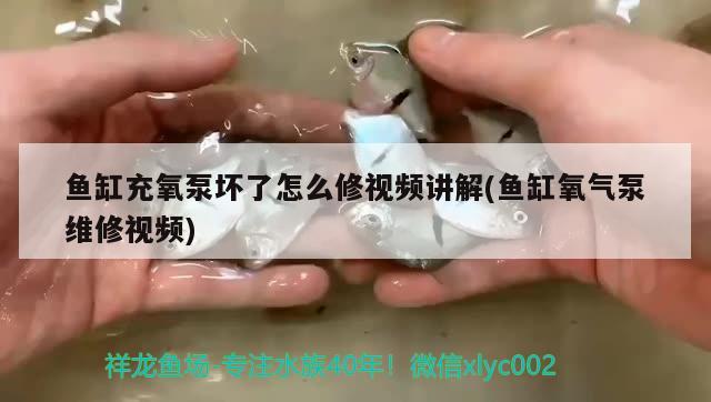 魚缸充氧泵壞了怎么修視頻講解(魚缸氧氣泵維修視頻) 夢幻雷龍魚