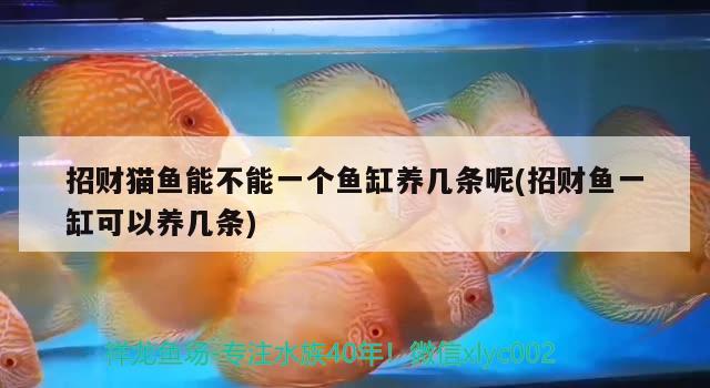 招財貓魚能不能一個魚缸養(yǎng)幾條呢(招財魚一缸可以養(yǎng)幾條) 帝王迷宮 第3張