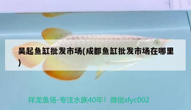 吳起魚缸批發(fā)市場(chǎng)(成都魚缸批發(fā)市場(chǎng)在哪里) 肺魚