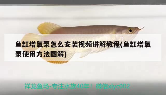 魚缸增氧泵怎么安裝視頻講解教程(魚缸增氧泵使用方法圖解) 申古銀版魚