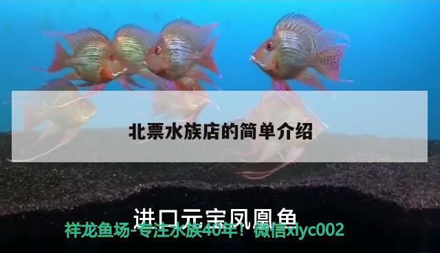 北票水族店的簡單介紹 紅龍專用魚糧飼料