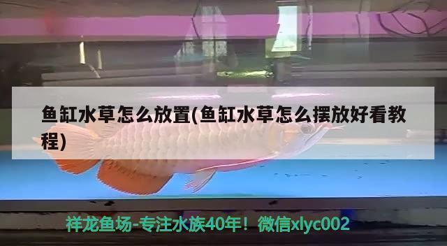 魚缸水草怎么放置(魚缸水草怎么擺放好看教程) 水草