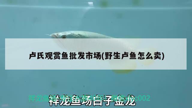 盧氏觀賞魚批發(fā)市場(chǎng)(野生盧魚怎么賣) 觀賞魚批發(fā)