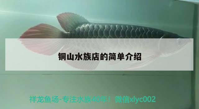 銅山水族店的簡(jiǎn)單介紹 夢(mèng)幻雷龍魚(yú)