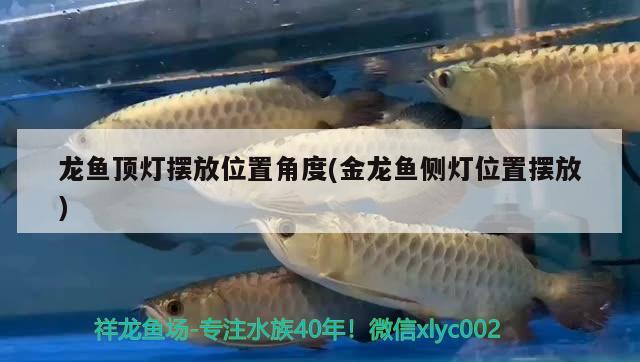 龍魚頂燈擺放位置角度(金龍魚側(cè)燈位置擺放) 羅漢魚批發(fā)