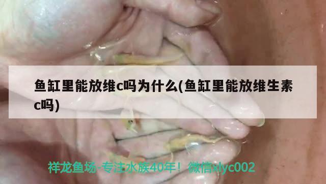 魚缸里能放維c嗎為什么(魚缸里能放維生素c嗎) 斯維尼關刀魚