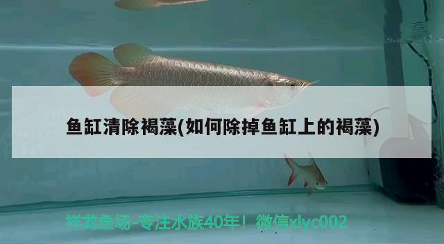 魚缸清除褐藻(如何除掉魚缸上的褐藻) 二氧化碳設備