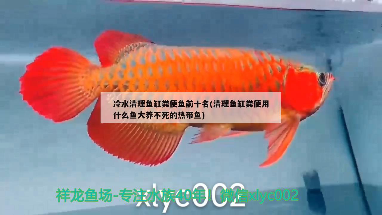 冷水清理魚(yú)缸糞便魚(yú)前十名(清理魚(yú)缸糞便用什么魚(yú)大養(yǎng)不死的熱帶魚(yú)) 狗仔（招財(cái)貓)魚(yú)苗