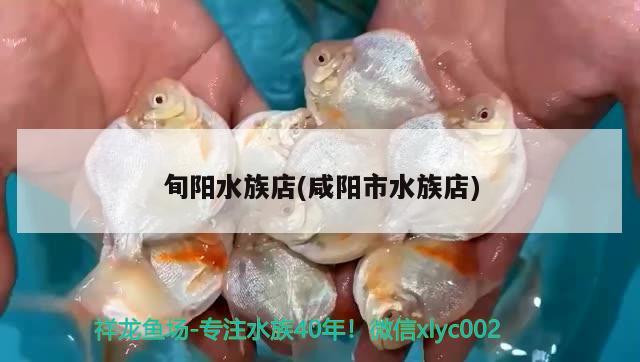 旬陽水族店(咸陽市水族店) 其它水族用具設(shè)備 第1張