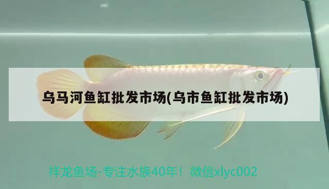 烏馬河魚缸批發(fā)市場(chǎng)(烏市魚缸批發(fā)市場(chǎng)) 觀賞蝦蟹等飼料 第1張