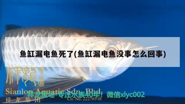 魚缸漏電魚死了(魚缸漏電魚沒事怎么回事) 馬拉莫寶石魚