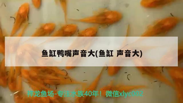 魚(yú)缸鴨嘴聲音大(魚(yú)缸聲音大)