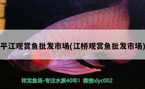 平江觀賞魚(yú)批發(fā)市場(chǎng)(江橋觀賞魚(yú)批發(fā)市場(chǎng)) 觀賞魚(yú)批發(fā)