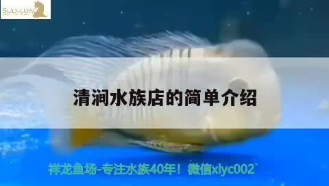 清澗水族店的簡單介紹 肺魚