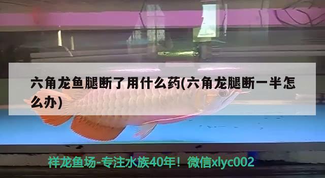 六角龍魚腿斷了用什么藥(六角龍腿斷一半怎么辦) 朱巴利魚苗