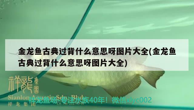 金龍魚古典過背什么意思呀圖片大全(金龍魚古典過背什么意思呀圖片大全) 銀河星鉆魚