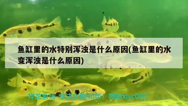 魚缸里的水特別渾濁是什么原因(魚缸里的水變渾濁是什么原因) 黑影道人魚