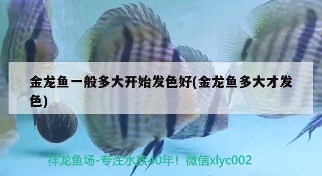 金龍魚一般多大開始發(fā)色好(金龍魚多大才發(fā)色)