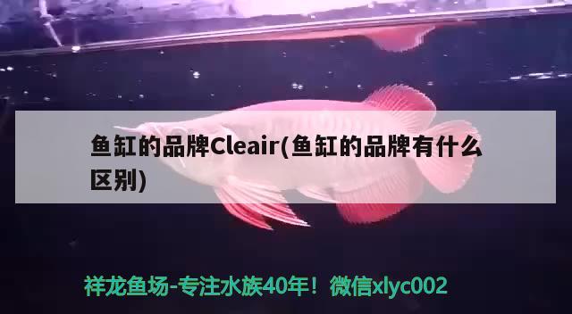 魚缸的品牌Cleair(魚缸的品牌有什么區(qū)別) 進口元寶鳳凰魚