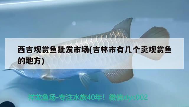 西吉觀賞魚批發(fā)市場(吉林市有幾個賣觀賞魚的地方) 觀賞魚批發(fā)